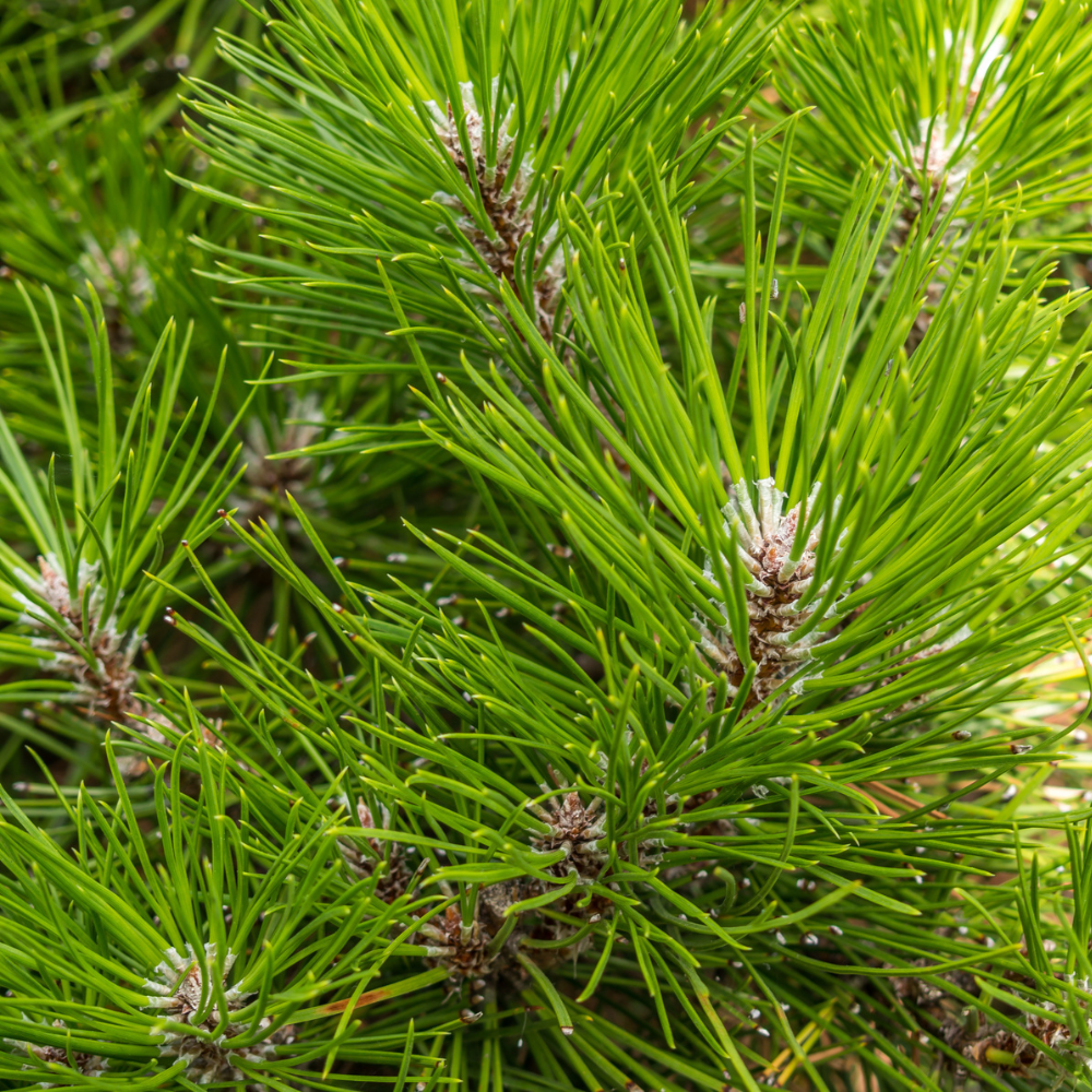 Ätherisches Öl des Monats Januar: Latschenkiefer